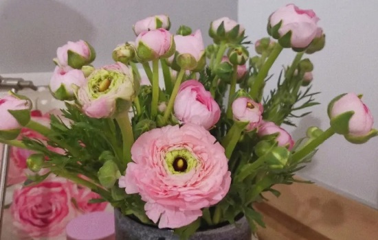 洋牡丹的花语和寓意是什么呢