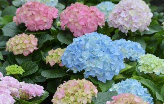 绣球花怎么醒花比较好