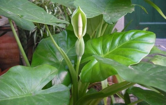 滴水观音开花吗几年开一次花呢？