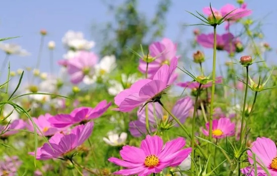 大波斯菊花的花语是什么