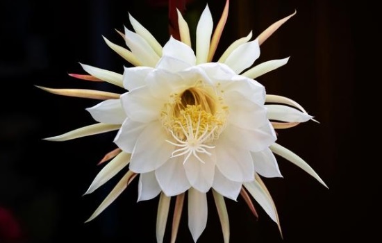 昙花的花语和象征意义