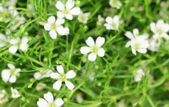 满天星是四季开花的吗？