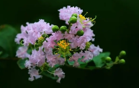 紫薇花怎么养护和浇水呢
