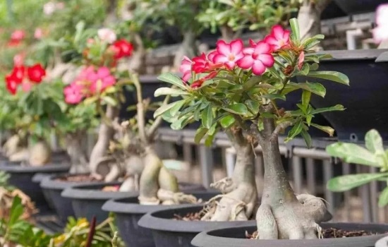 沙漠玫瑰花语及象征意义介绍