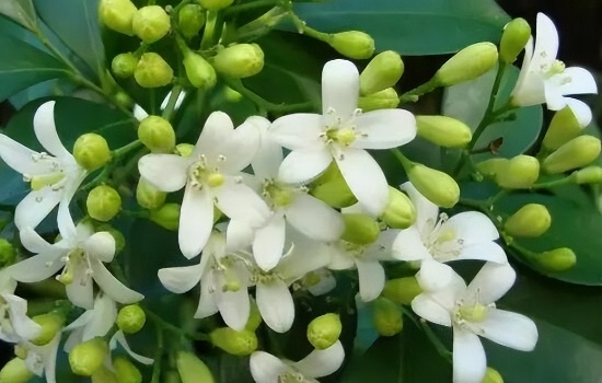 九里香什么时候开花花期多长