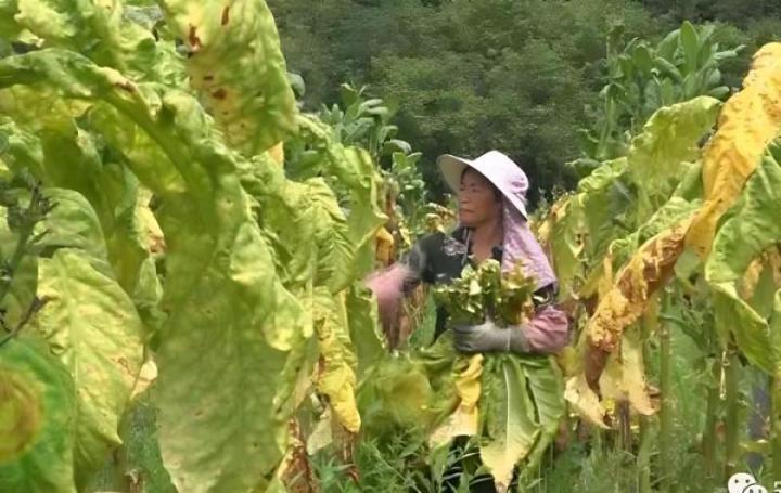 烤烟种植底肥怎样搭配利于烟叶生长