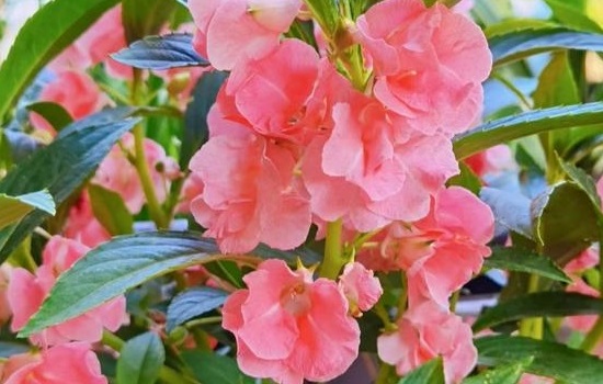 凤仙花的花期是多长时间呢