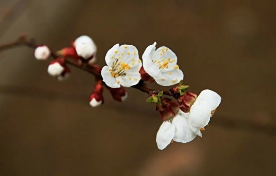 杏花的花期一般是几月份