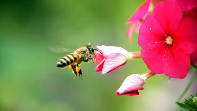 蜜蜂养殖的注意事项有哪些