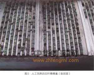切叶蜂 切叶蜂科属 切叶蜂的特征 切叶蜂图片 切叶蜂 切叶蜂科属 切叶蜂的特征 切叶蜂经济价值