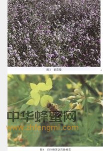 切叶蜂 切叶蜂科属 切叶蜂的特征 切叶蜂图片 切叶蜂 切叶蜂科属 切叶蜂的特征 切叶蜂经济价值