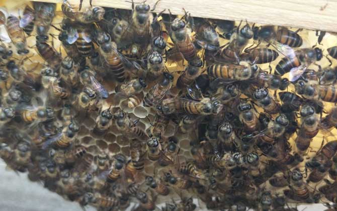 自然分蜂时新蜂王是先交尾还是先分蜂