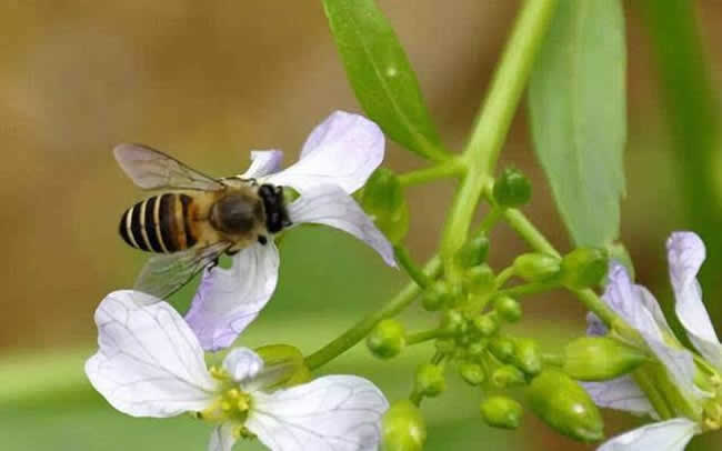 【蜜蜂知识】中华蜜蜂打架怎么控制呢