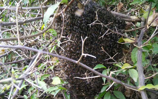 蜜蜂分蜂最多的时候是先分蜂还是先出新蜂王
