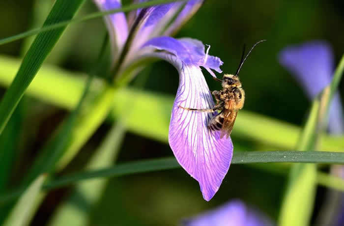 【蜜蜂知识】雄蜂卵和工蜂卵的区别