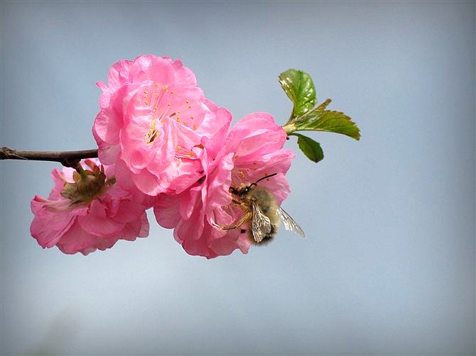 【蜜蜂知识】雄蜂卵和工蜂卵的区别