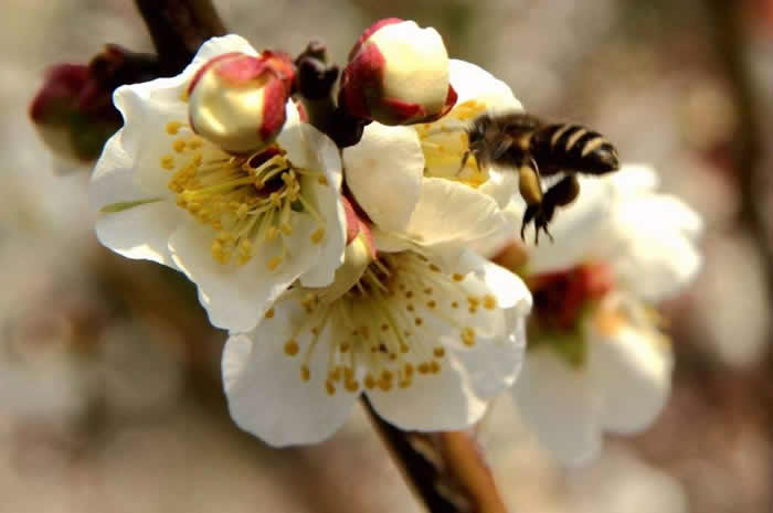 【蜜蜂知识】雄蜂卵和工蜂卵的区别