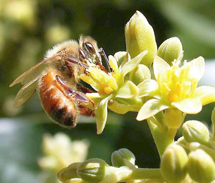 【蜜蜂知识】雄蜂卵和工蜂卵的区别