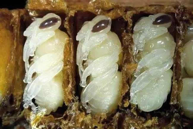 【蜜蜂知识】蜂产品种类及图片介绍