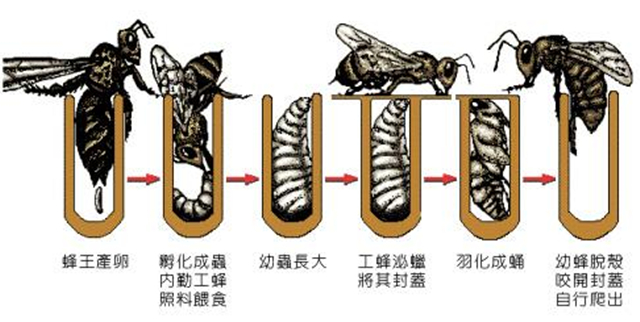 蜜蜂是完全变态发育吗