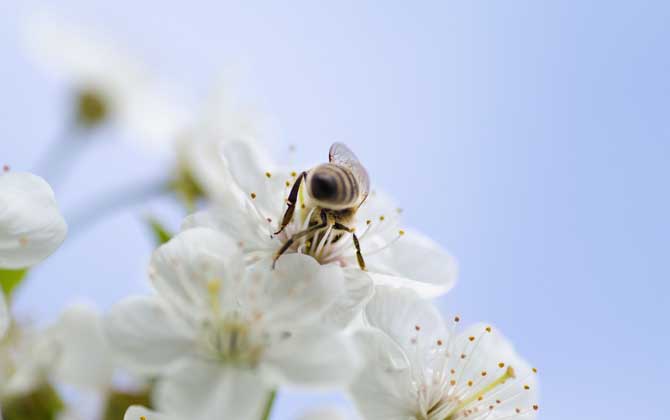 蜜蜂来家里是福还是祸