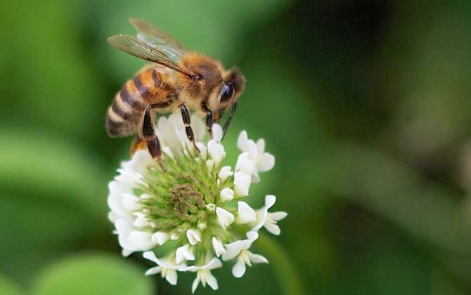 蜜蜂来家里是福还是祸
