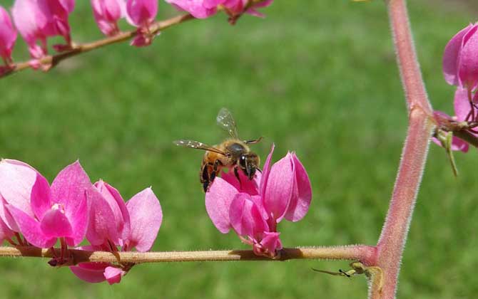 蜜蜂的特点和生活特征