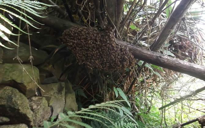 蜜蜂采蜜对花有坏处吗
