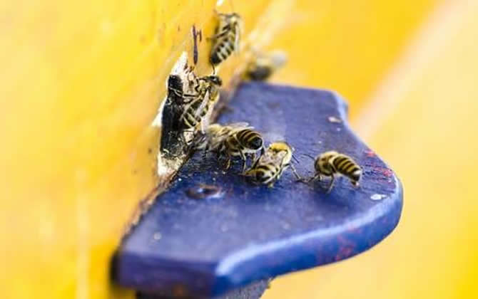 蜜蜂副伤寒病的症状及防治
