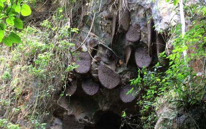 黑大蜜蜂生活在哪里