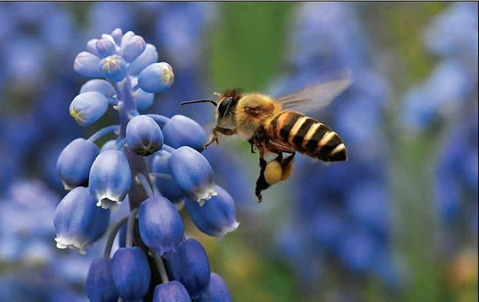 蜜蜂最怕什么