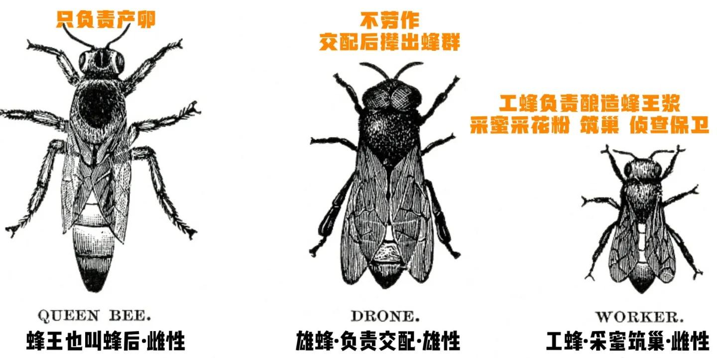 蜜蜂为什么老是围着我转