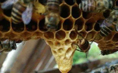 工蜂产卵后还能急造王台吗