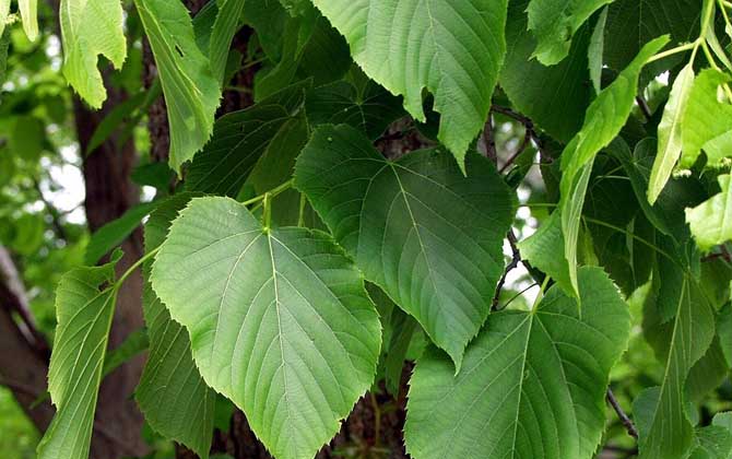 我国主要蜜源植物分布及花期