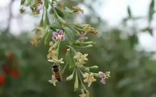 【蜜蜂知识】中华蜜蜂的饲养技术