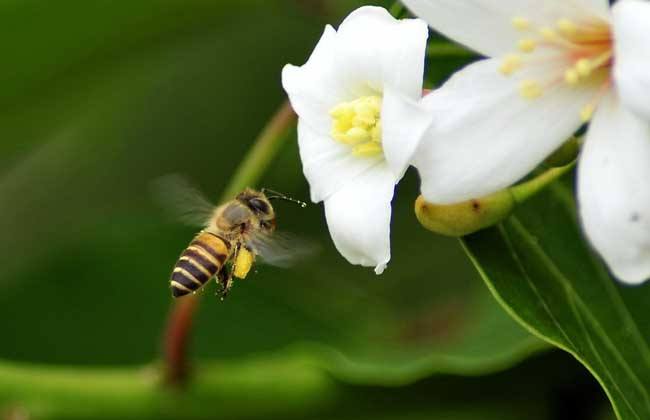 【蜜蜂知识】中华蜜蜂的饲养技术