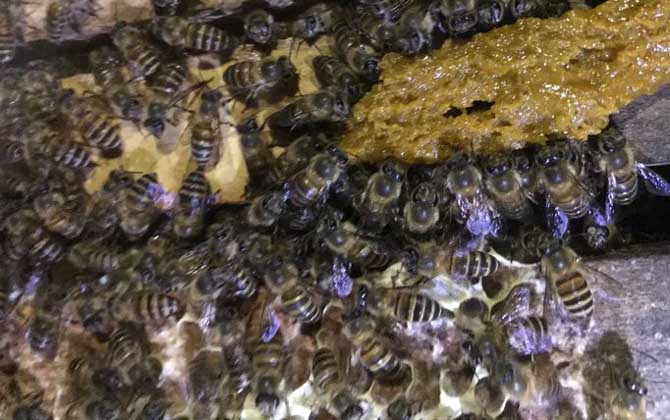 野蜜蜂是怎样过冬的