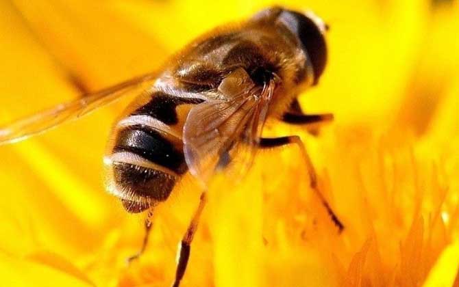 蜜蜂的种类及图片大全