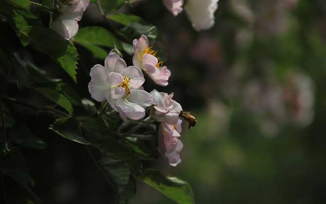 蜜蜂的种类及图片大全