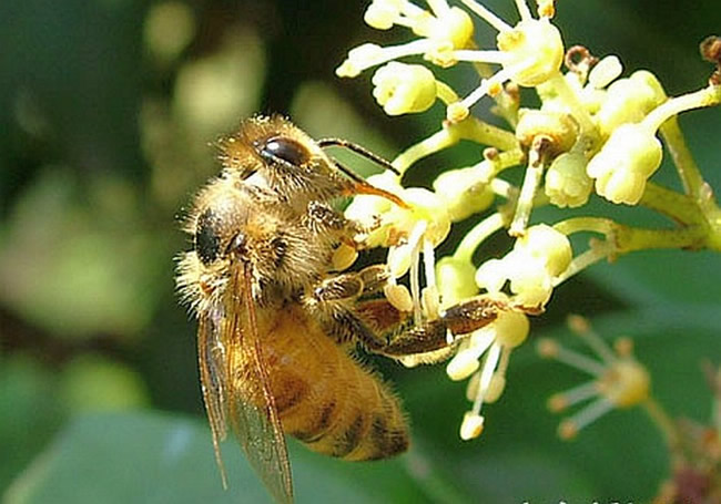【蜜蜂知识】蜂王出台几天分蜂