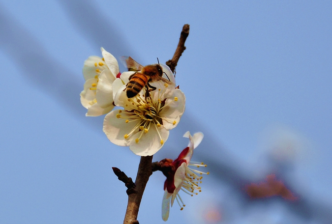 蜜蜂入夏怎么防止断产