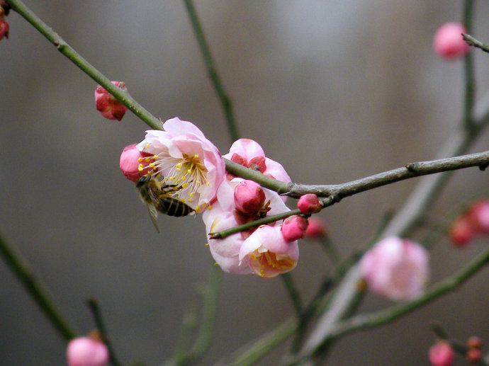 蜜蜂入夏怎么防止断产