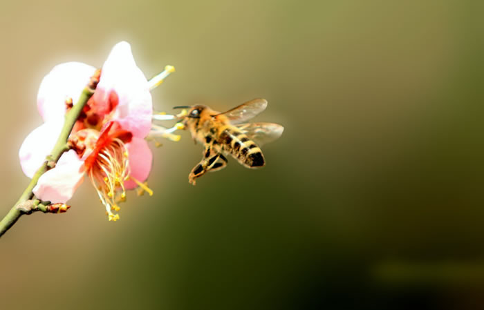 蜜蜂入夏怎么防止断产