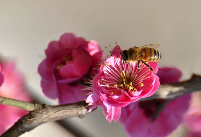蜜蜂入夏怎么防止断产