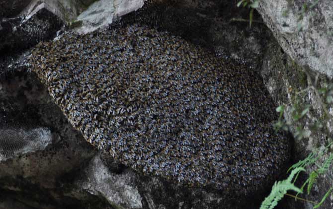 小蜜蜂和大蜜蜂的区别