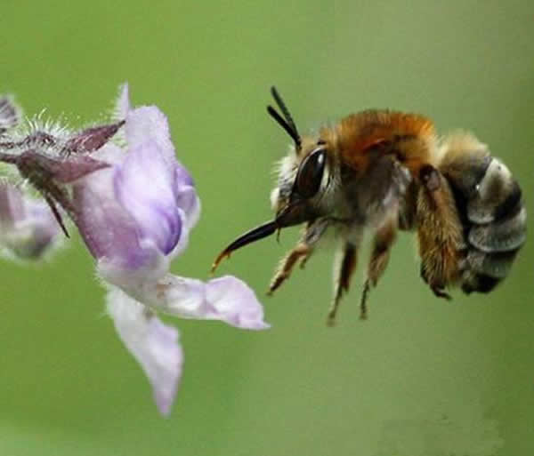 【蜜蜂知识】什么品种的中蜂蜂王最好