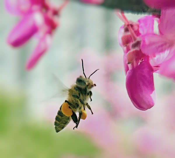 【蜜蜂知识】什么品种的中蜂蜂王最好