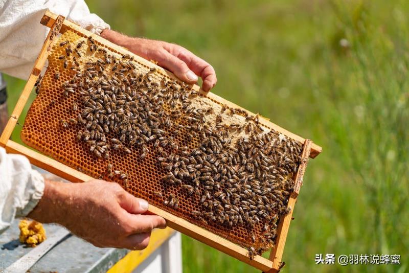 被蜜蜂蛰了怎么处理被马蜂蛰了需要怎么处理？