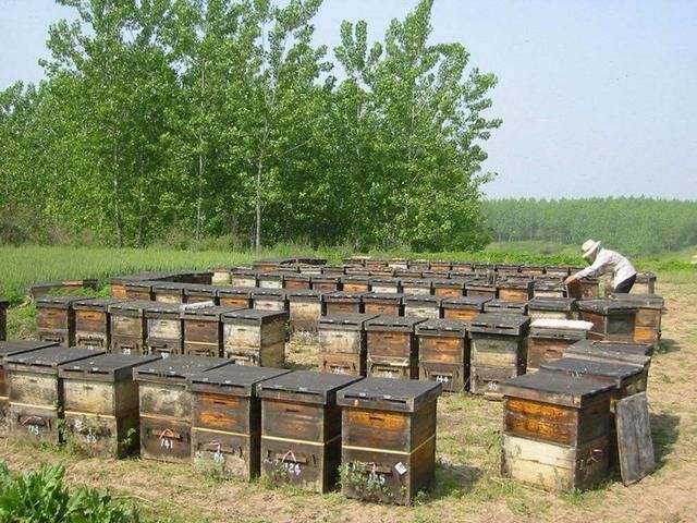 蜜蜂养殖需要掌握哪些知识