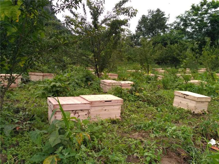 蜜蜂养殖需要掌握哪些知识